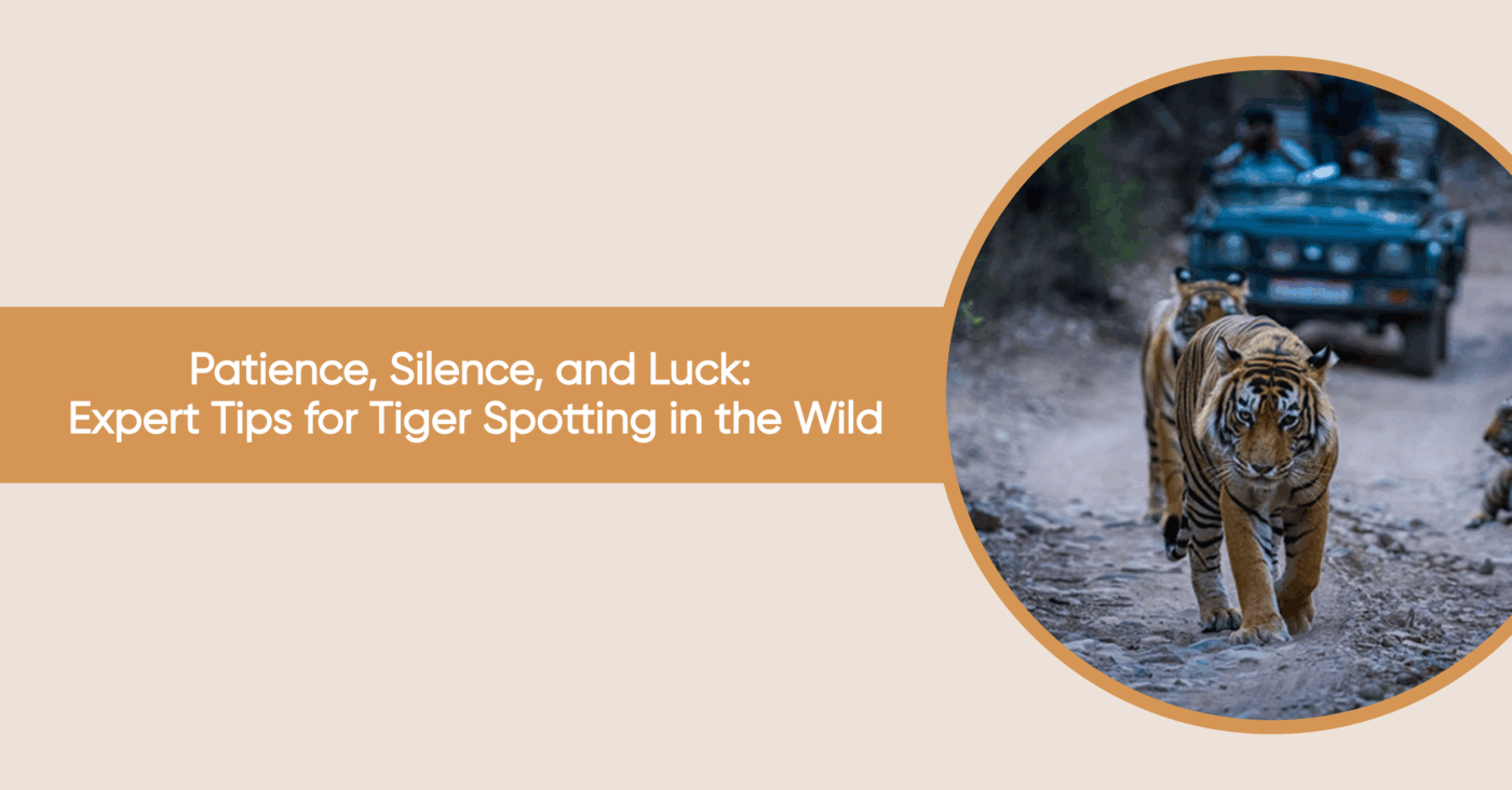 tiger spotting near kishanpur wildlife sanctuary