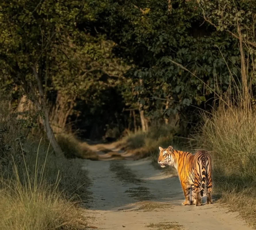 best resorts in dudhwa