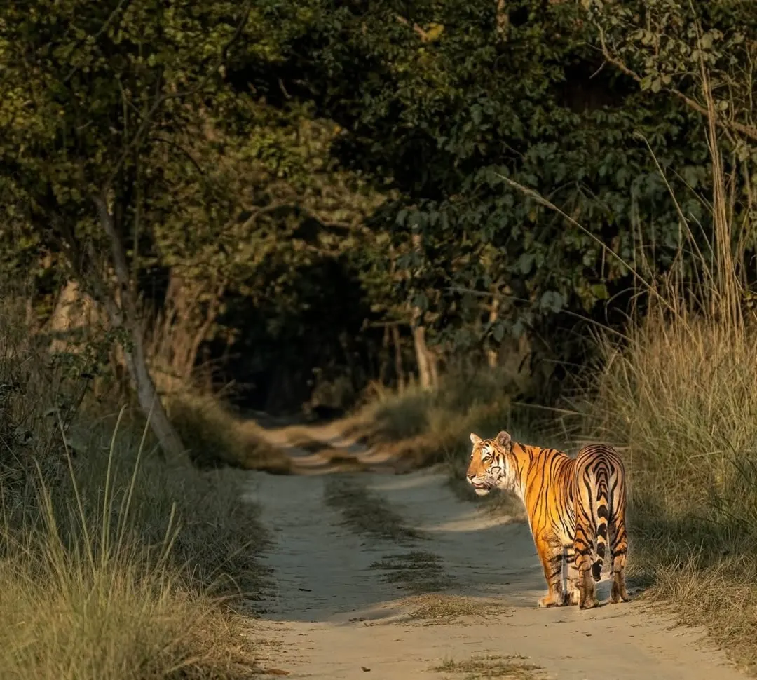 best resorts in dudhwa