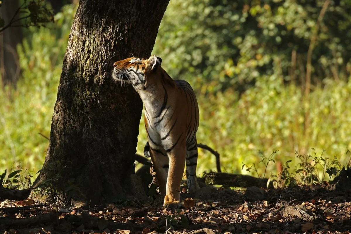 dudhwa national park travel guide