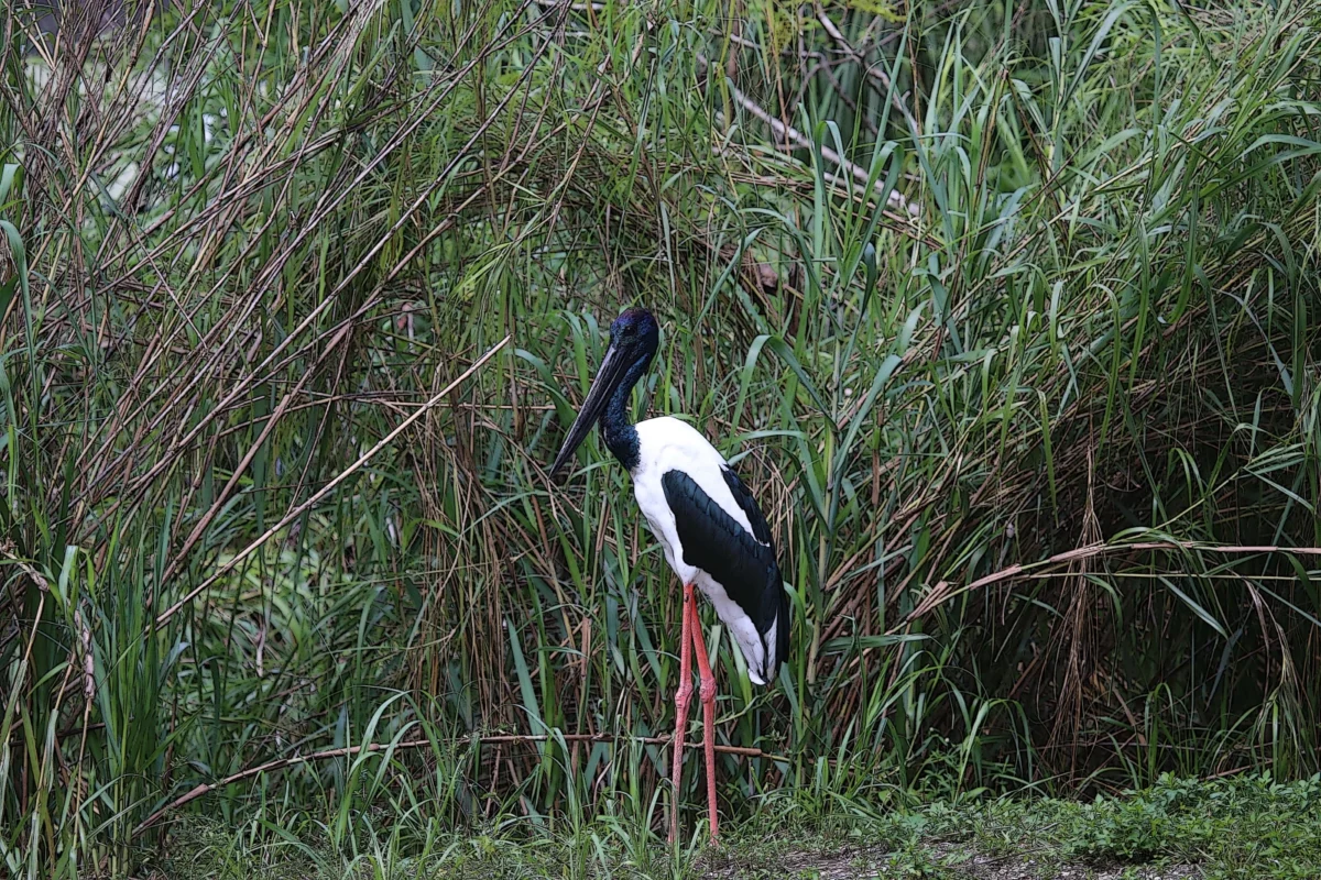 dudhwa national park travel guide