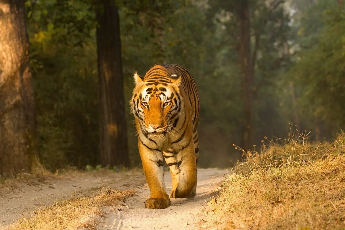 dudhwa national park travel guide