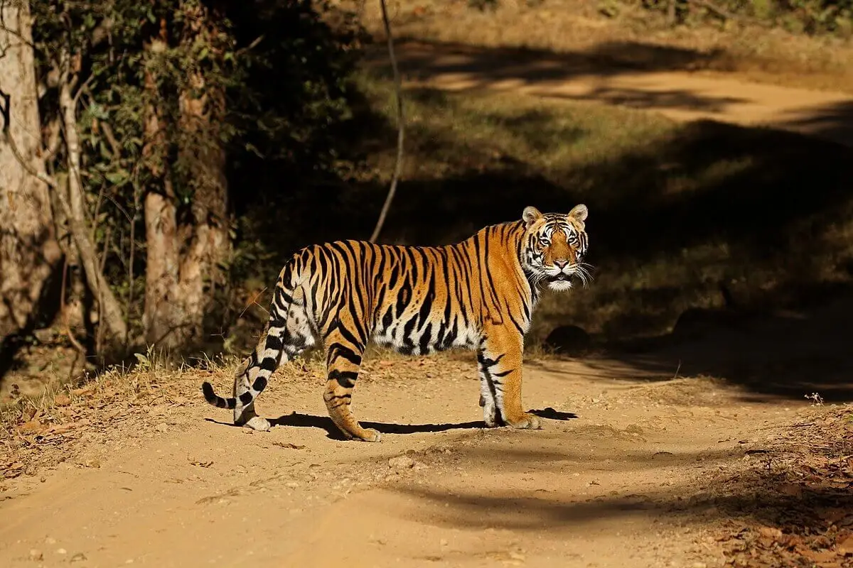 luxury resorts in Dudhwa