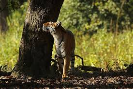 best resort in dudhwa